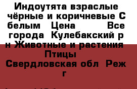 Индоутята взраслые чёрные и коричневые С белым › Цена ­ 450 - Все города, Кулебакский р-н Животные и растения » Птицы   . Свердловская обл.,Реж г.